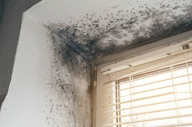 Affordable Mold Cleanup solutions in Lebanon, OR