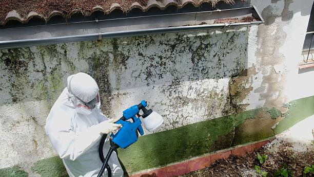 Trusted Mold Removal service in Lebanon, OR - Cheap Mold Removal